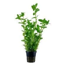 PREMIER PLANTS Bacopa caroliniana Live Aquarium plant