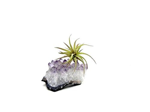 Purple Amethyst Crystal Quartz with 1 Air Plant Tillandsia/Terrarium/Fairy Garden/Great Gift/Small Healing Garden