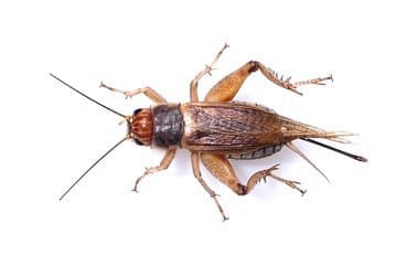 250 Silent Brown Crickets Reptile Live Food Small