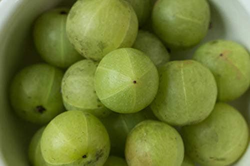 Terrasoul Superfoods Organic Amla Berry Powder (Amalaki), 12 Oz - Rich in Antioxidant Vitamin C | Supports Immunity