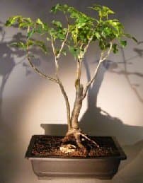Bonsai Boy's Flowering Gumbo Limbo - Root Over Rock bursera simaruba