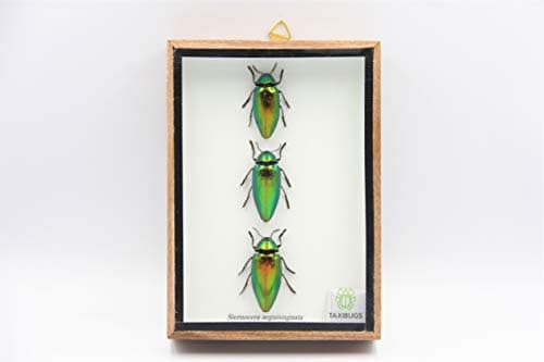 Jewel Beetle Mounts Insect Animals Taxidermy in Framed (3 Sternocera Aeguisignata Closed Wings)