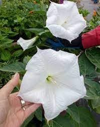 Dhatura plant seeds || Seeds for plant dhatura (12 seeds)