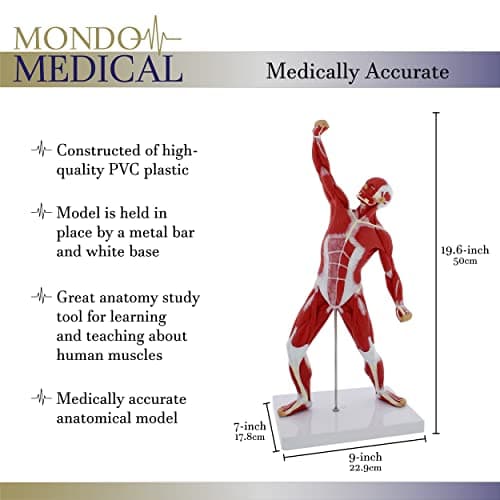 MonMed Human Muscle Model – 20in Mini Human Muscle Figure Human Anatomy Muscle Model Muscular System Model