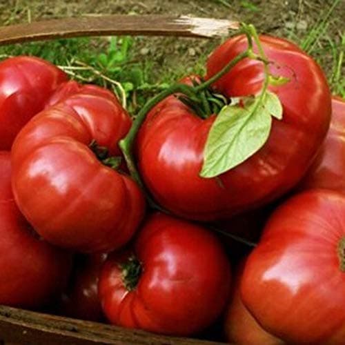 junshi11 100Pcs Big Tomato Seeds Vegetable Home Farm Annual Temperate Planting,Indoor Outdoor Decoration Garden Gifts (Big Tomato)