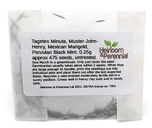 Tagetes Minuta, Muster-John-Henry, Mexican Marigold, Peruvian Black Mint, 0.25g Approx 475 Seeds