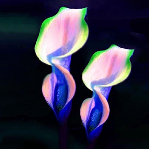 Qenci Flower Seeds, 100pcs Calla Lily Seeds Rare Flower Seeds Bonsai Potted Plant Perennial Flowers