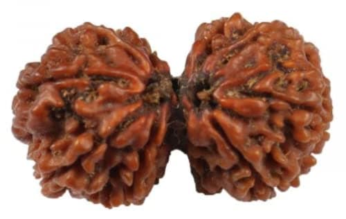 Trisha GEMS Stone Real Gauri Shankar Rudraksha Natural Precious Collection Nepal Certified by Authority Lab