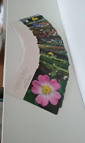 Bach Flower Essence Cards [Cards] Natasha Zamburro