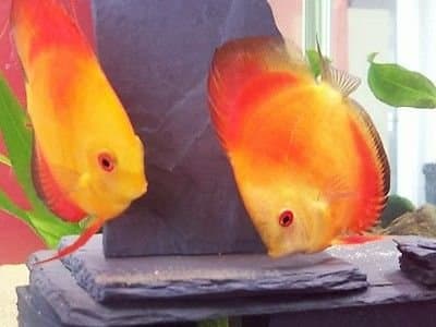 Fennstones large size real natural slate stone rock formation ornament for aquarium fish tank discus angel spawning breeding cone or vivarium reptile decor