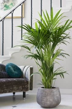 EaglesFord Indoor Live Plant Areca Palm Air Purifier Natural Live Plant