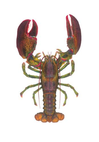 1 1/2 lb Lobster - Flick Ford - Fine Art Print