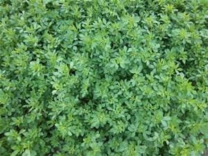 Alfalfa Seed 5lb Bag (Coated)