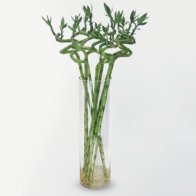 Fresh Natural Spiral Lucky Bamboo Tree - Decorative Indoor Plant for Home or Office – Home décor & gift item (90cm Medium)