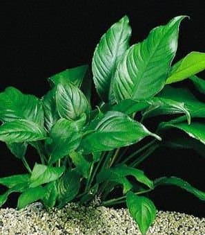 Anubias heterophylla - Congo anubias - Live Aquarium Plant
