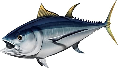Albacore Tuna Beautiful Fish Decal | Fishing Decal for Boat, Car, Vehicle, Truck Etc. | Waterproof Vinyl Sticker | Many Sizes & Styles Available | 12" to 40" by Digital Fish Art (Small, Position 1R)