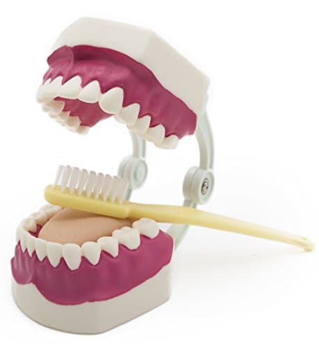 Dental teeth care Model with Toothbrush,28 teeth,Kouber Human Anatomical Model,4" x 4" x 6"
