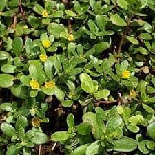 Portulaca Oleracea (Common Purslane/Verdolaga) 2000 Seeds