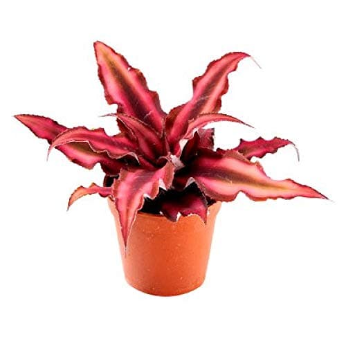 Mphmi Seedless Plant Plants Cactus Cryptanthus Red Star - Cryptanthus Mini Red, Earth Star