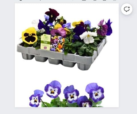 20 Pack Pansy Plant Flowering Plants Package - Pansy 'Delta Mix' - 20 x Full Plant Pack - Garden Pansies Ready to Plant Premium Quality Plants