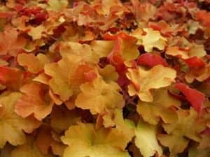 1 Gallon Plant, Heuchera x villosa 'Caramel' CORAL BELLS- Evergreen, Leaves emerge gold in spring, progress to amber and peach, good for hot, humid regions, protect from afternoon sun, light pink flower in mid-summer.