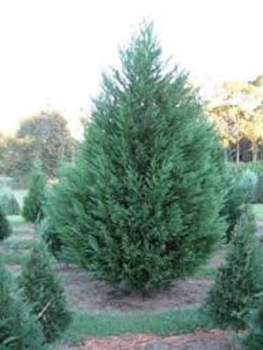 Murray Cypress, 10 plants, upright evergreen plant, plants