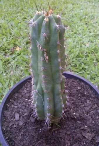 San Pedro oro torcia (Trichocereus spachianus) 10 semi