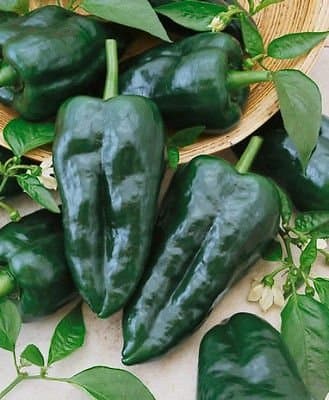 50+ Heirloom Hot Pepper Garden Seeds - "Ancho Grande - Pablano" Mild Pepper!