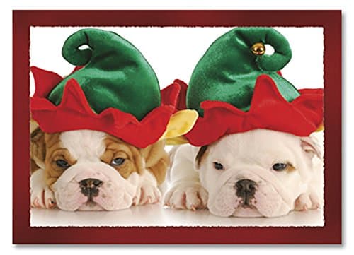 English Bulldog Puppies wearing Elf Hats CUTE ~ Box (Dozen - 12) Holiday Christmas Cards