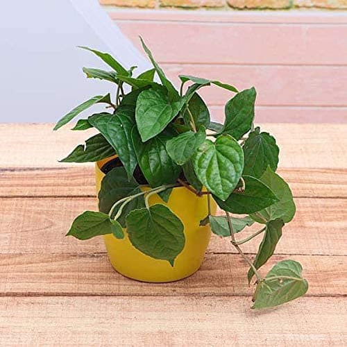 Mphmi Plant Piper Betel plant Maghai Paan - Naagarvel Vidyache paan plants