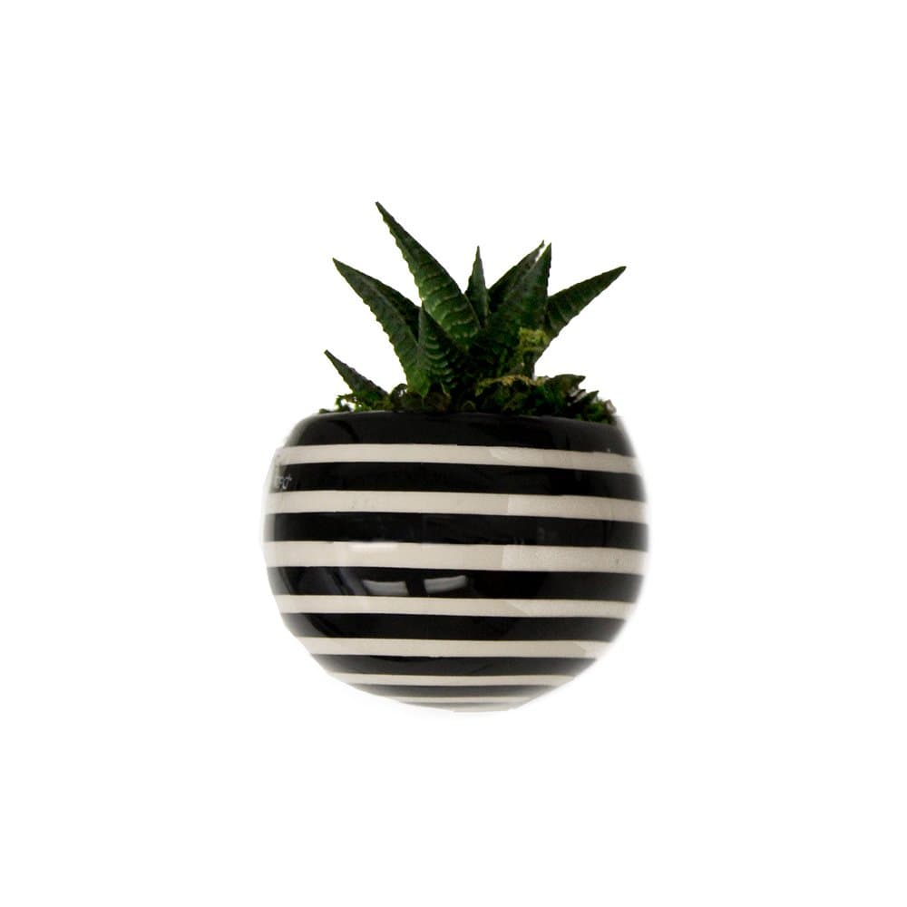 Magnetized - Living Succulent Decoration (Black and White Striped)