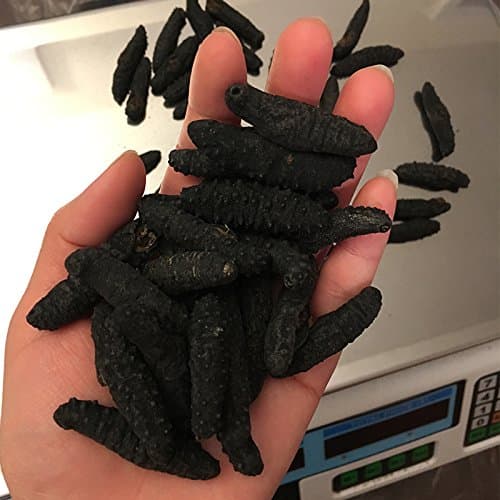 GOLDENSEA-16oz-Dried Wild Sea Cucumber, Black Pin Atlantic Sea Cucumber，金海堂-野生淡干海参, 北极冰刺参,岩刺参,（特级）Holothuria Mammata, Grade AAAA (Small Size) 1LB