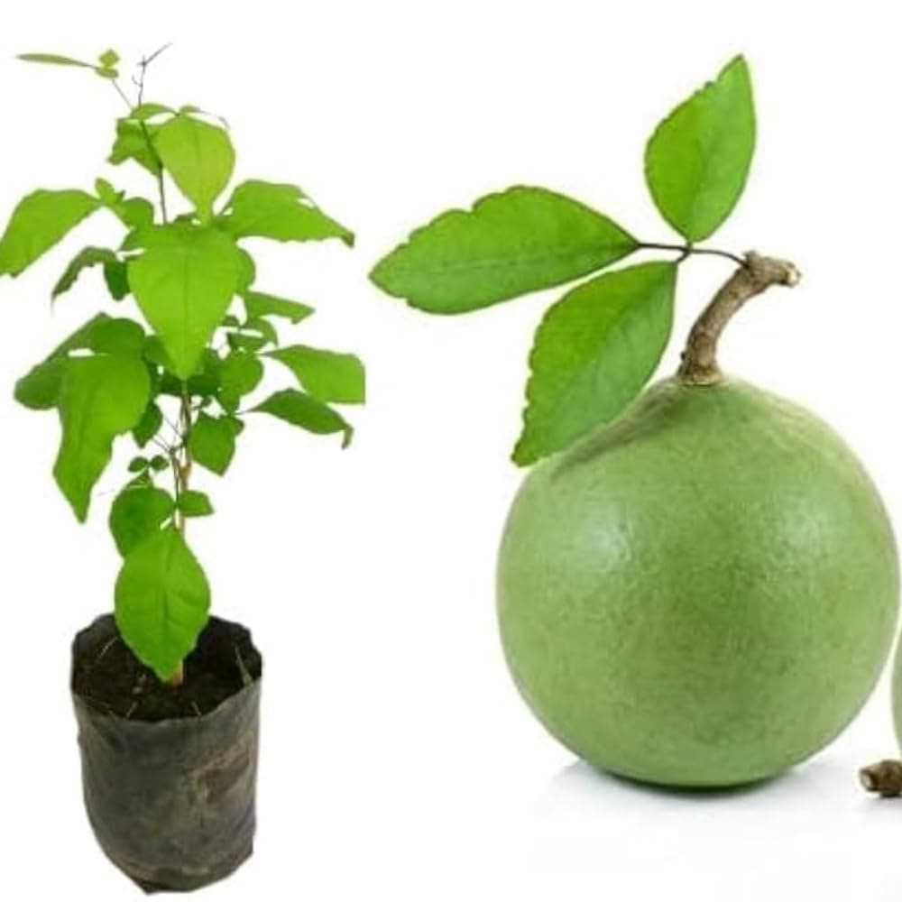 Gim Jack Galaxy Live Bilva Leaf Bel Patra Plant Bael Bel Patra for Puja Bael Fruit Plant Bilva Medicinal Plant with Black Plastic Pot
