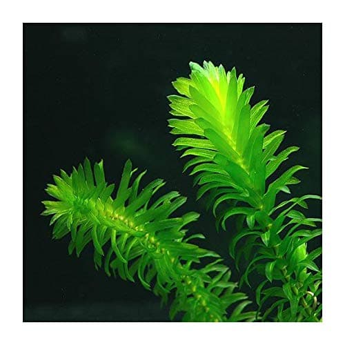 Elodea Densa Aquarium Plants Oxygenating Plant 5-500 Strands (500)
