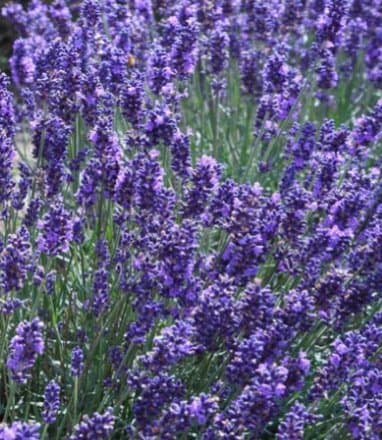 HERB LAVENDER (LAVENDULA ANGUSTIFOLIA) “VERA” TRUE LAVENDER OR ENGLISH LAVENDER HEAVENLY SCENTED MOST TREASURED LAVENDER FOR ITS OILS AND MEDICINAL USES APPROX 105 SEEDS