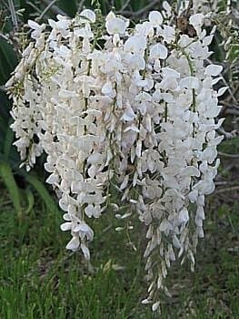 December01 &White Chinese Wisteria Vine 10 Seeds