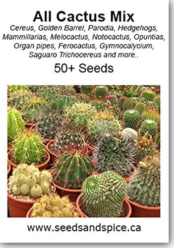 All Cactus Species Seed Mix 50, 250 or 500 Seed Quantity Options (50 Seeds)