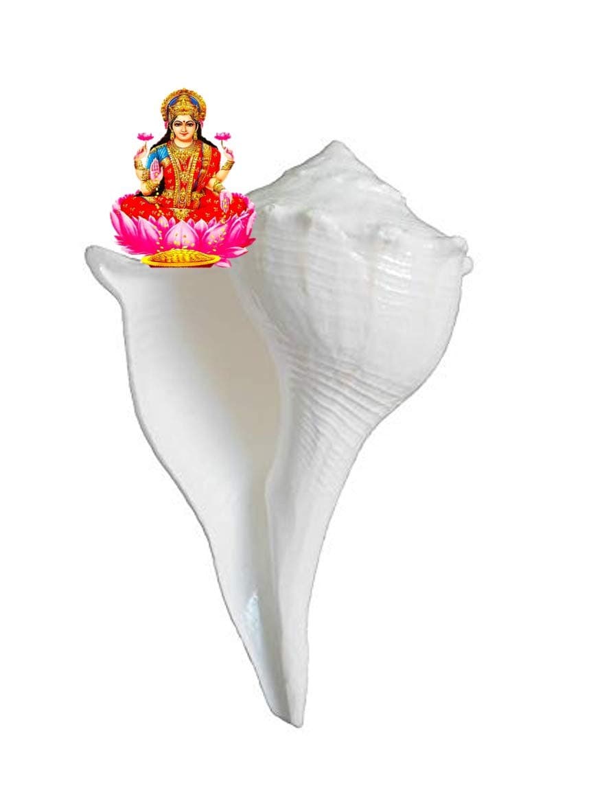 Festival Indian Natural dakshinavarti (Lakshmi) and vamavarti (Vishnu) shankh Pair for Pooja @ 2 inch by Indian Collectible