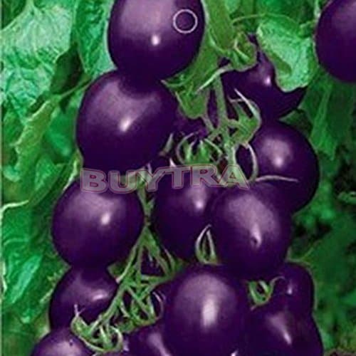 wonder4land 1 Bag 20 seeds Purple Tomato Seed Green Food