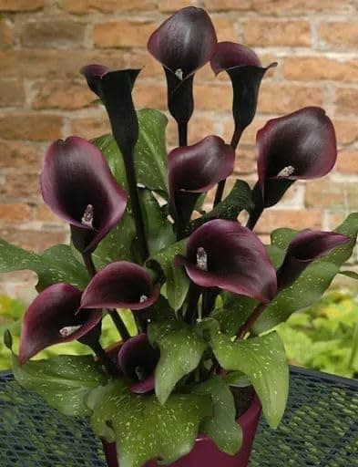 Calla lily Holland Imported Flower Bulbs For Home and Gardening Pack Of 1 bulbs (BLACK)