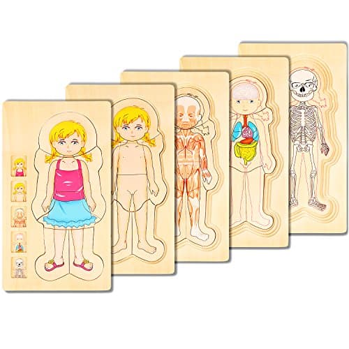 COGGIFEL Human Body Puzzle Toys 5-Layer Wooden Puzzle Body Structure Children Early Education Intelligence Training Plaything