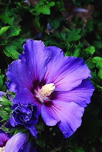 Attractive Bluebird Hardy Hibiscus - Rose of Sharon Potted Plant 6-12" Tall