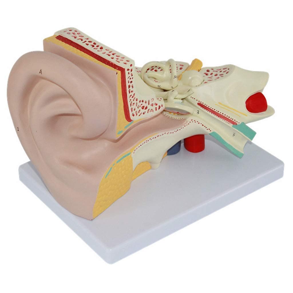 Anatomy model Educational Model Anatomical Human Giant Ear Model Human Organ Anatomical Model Detachable Ear Model for Base Educative Kits for School