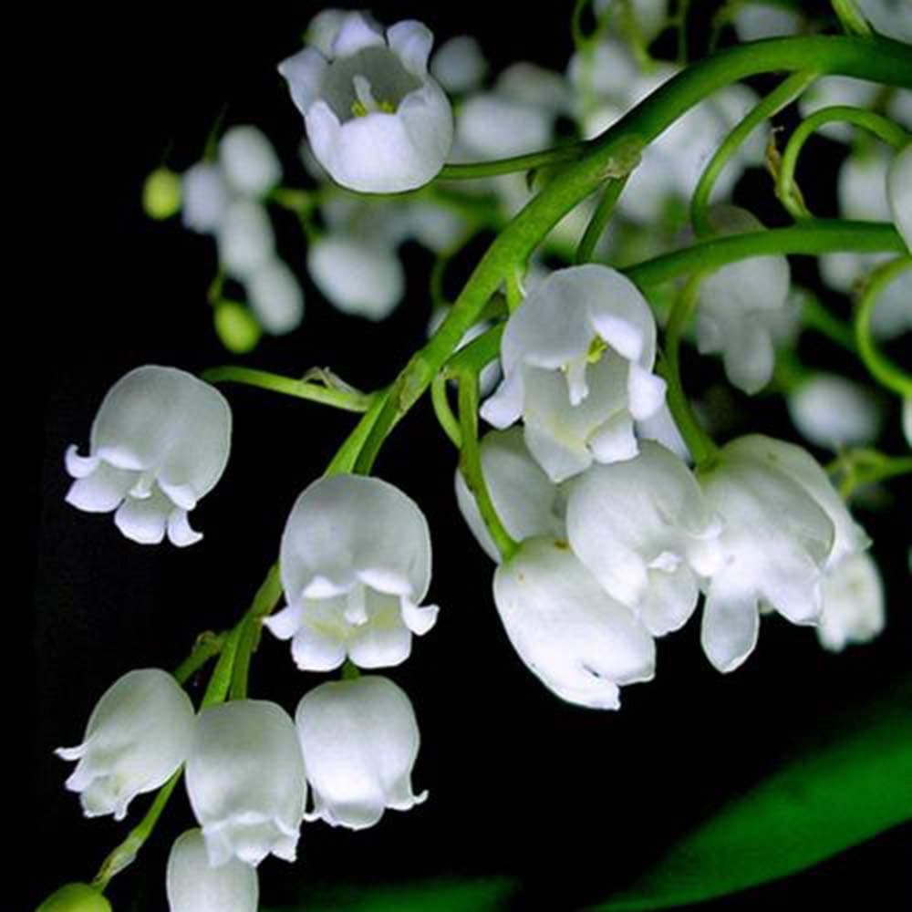 White Lily of The Valley Bulbs 12Pcs Convallaria Majalis, Bell Orchid Flower Bulbs Perennial Garden Bonsai Plant
