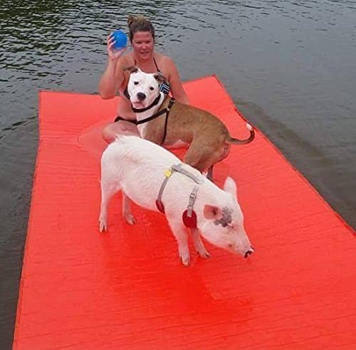 Watermat Doggy Mat Plus