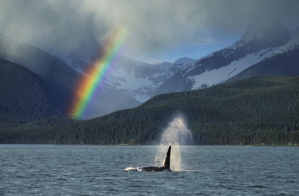 PosterazziDPI12251585 Composite: Male Orca Whale Surfaces in Lynn Canal with A Rainbow and Spring Rain Shower in The Background, Southeast Alaska Photo Print, 19 x 12, Multi