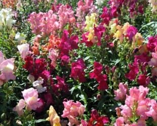 Flower - Antirrhinum - Crown Mixture - 1500 Seed