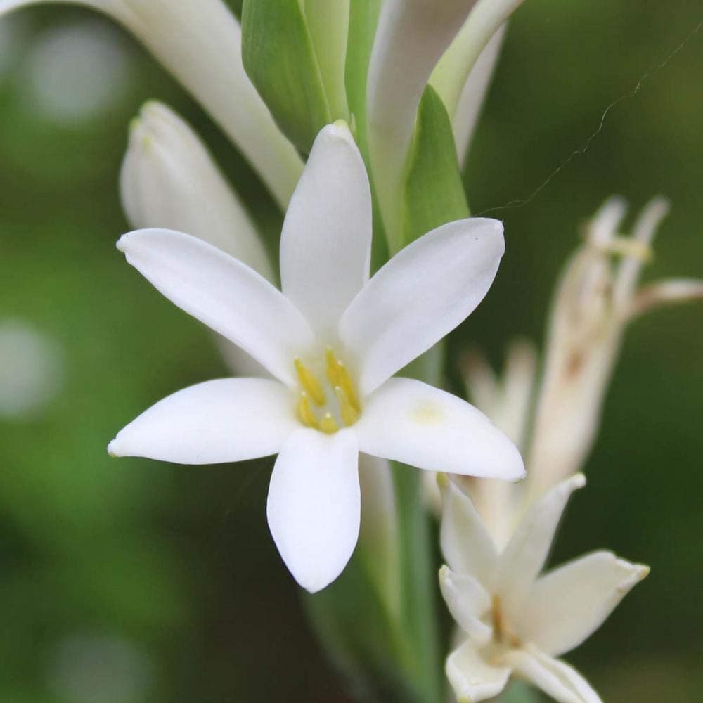 Live Green Flower Bulb | Hybrid Tuberose Flower Rajnigandha Fragrant Popular Flower Polianthes Bulb (Pack of 10 bulbs)
