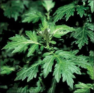 Magic Seed 200 Mugwort Seeds Artemesia Vulgaris