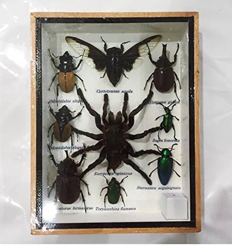 Thai Decorated Real MIXS Very Rare Insect Taxidermy Set in Boxes Display for Collectibles